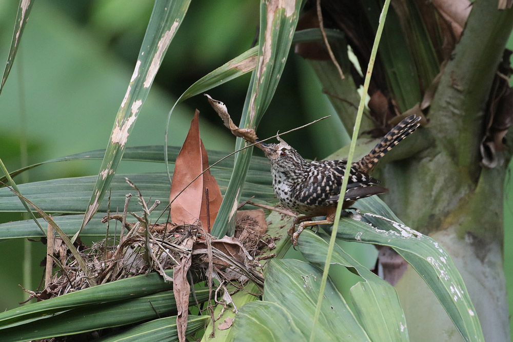 Band-backed Wren